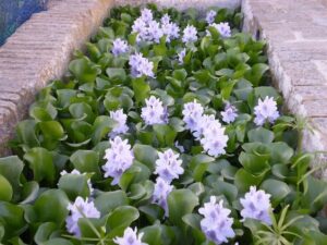 Eichhornia crassipes — Eceng Gondok (infojardin.com)