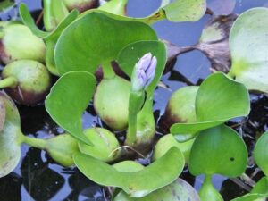 Eichhornia crassipes — Eceng Gondok (pinterest)