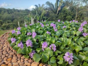 Eichhornia crassipes — Eceng Gondok (pinterest.com)
