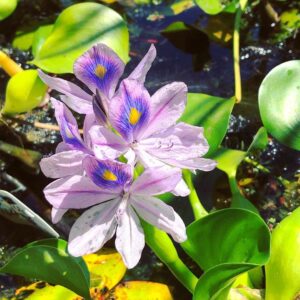 Eichhornia crassipes — Eceng Gondok (pinterest.com)