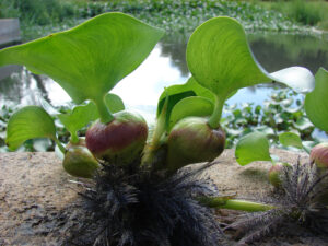 Eichhornia crassipes — Eceng Gondok ( plantright.org )