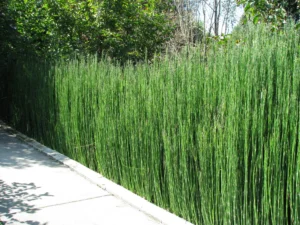 Equisetum hyemale — Bambu Air