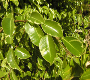 Ficus benjamina — Pohon Beringin