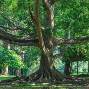 Ficus benjamina — Pohon Beringin (theoriginalgarden.com)
