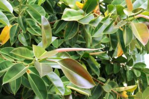 Ficus elastica — Karet Kebo
