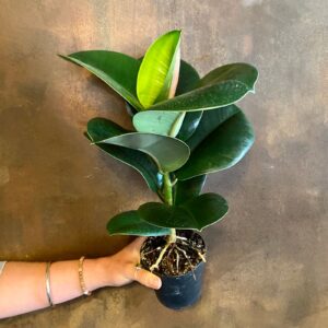 Ficus elastica — Karet Kebo (growurban.uk)