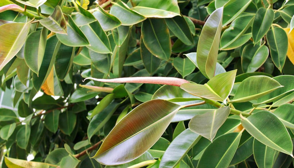 Ficus elastica — Karet Kebo (nature-and-garden.com)