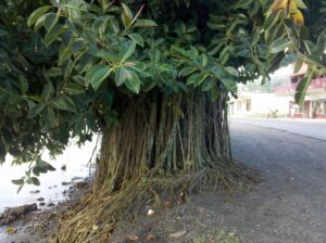Ficus elastica — Karet Kebo (outdoorcircle.com)