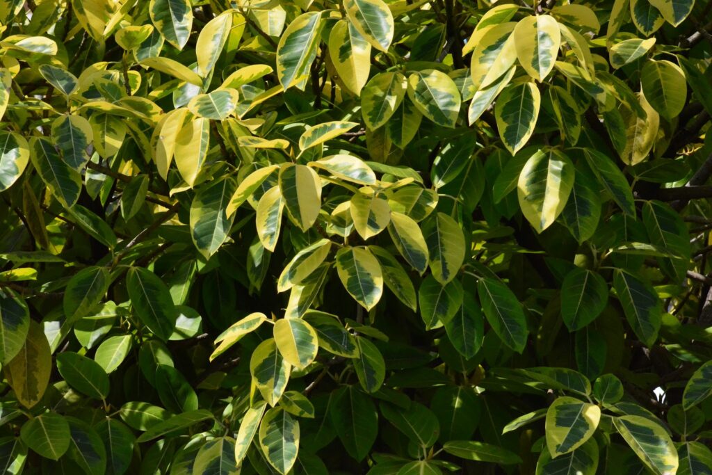 Ficus elastica — Karet Kebo (planterandforester.com)