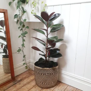 Ficus elastica — Karet Kebo (plantsmith.net.au)