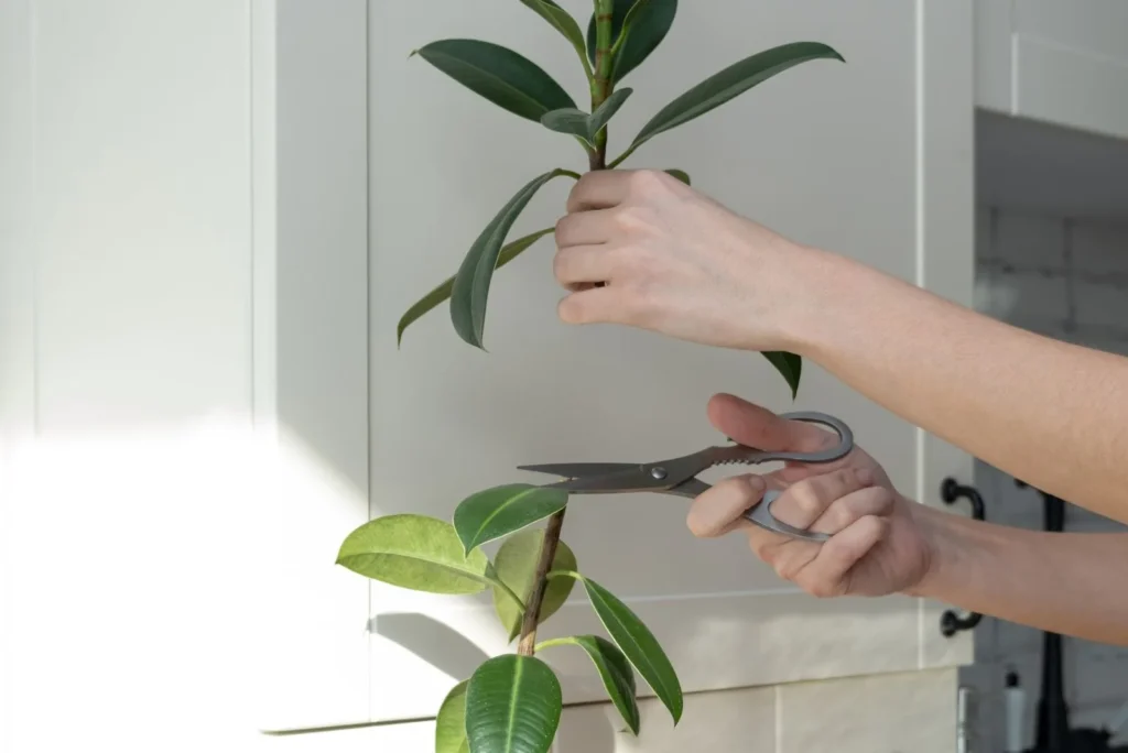 Ficus elastica — Karet Kebo (positiveblooms.com)