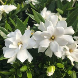 Gardenia jasminoides — Kacapiring