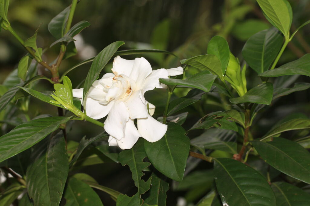 Gardenia jasminoides — Kacapiring (colplanta.org)