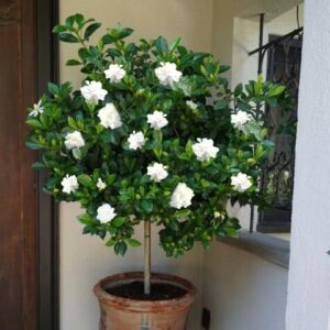 Gardenia jasminoides — Kacapiring (fast-growing-trees.com)