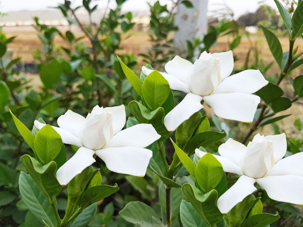 Gardenia jasminoides — Kacapiring (gardenerdy.com)