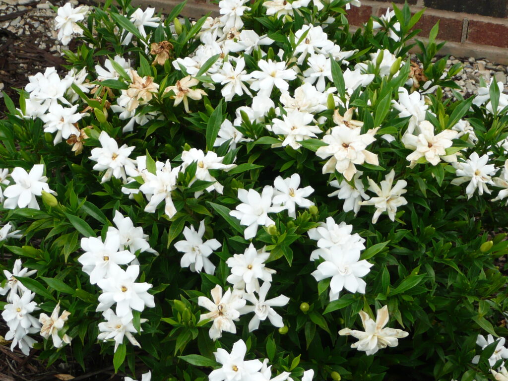Gardenia jasminoides — Kacapiring (kiefernursery.com)