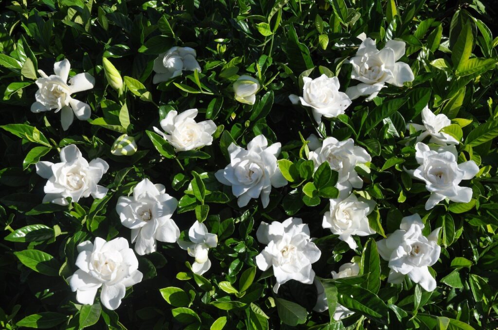 Gardenia jasminoides — Kacapiring (mundoecologia.com.br)