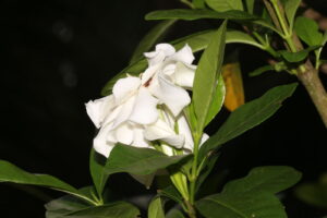 Gardenia jasminoides — Kacapiring (powo.science.kew.org)