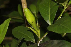 Gardenia jasminoides — Kacapiring (powo.science.kew.org)