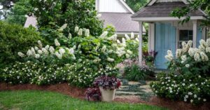 Gardenia jasminoides — Kacapiring (southernlivingplants.com)
