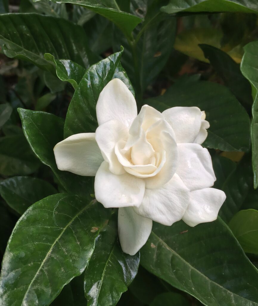 Gardenia jasminoides — Kacapiring (xeraplants.com)