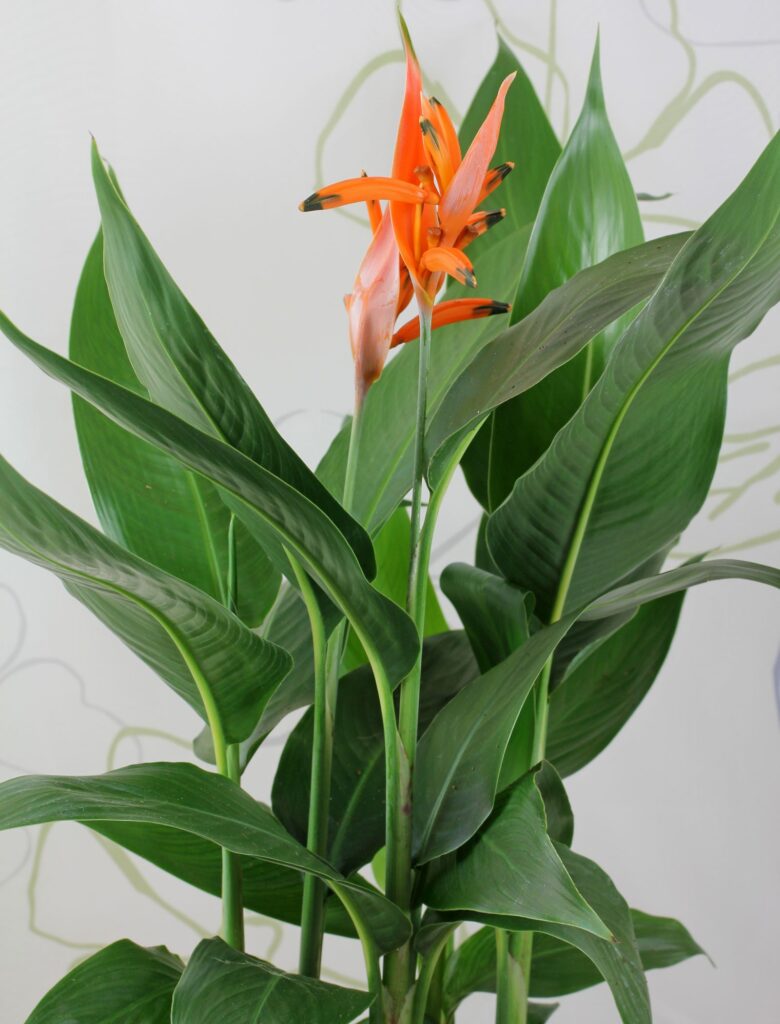 Heliconia psittacorum — Pisang-pisangan