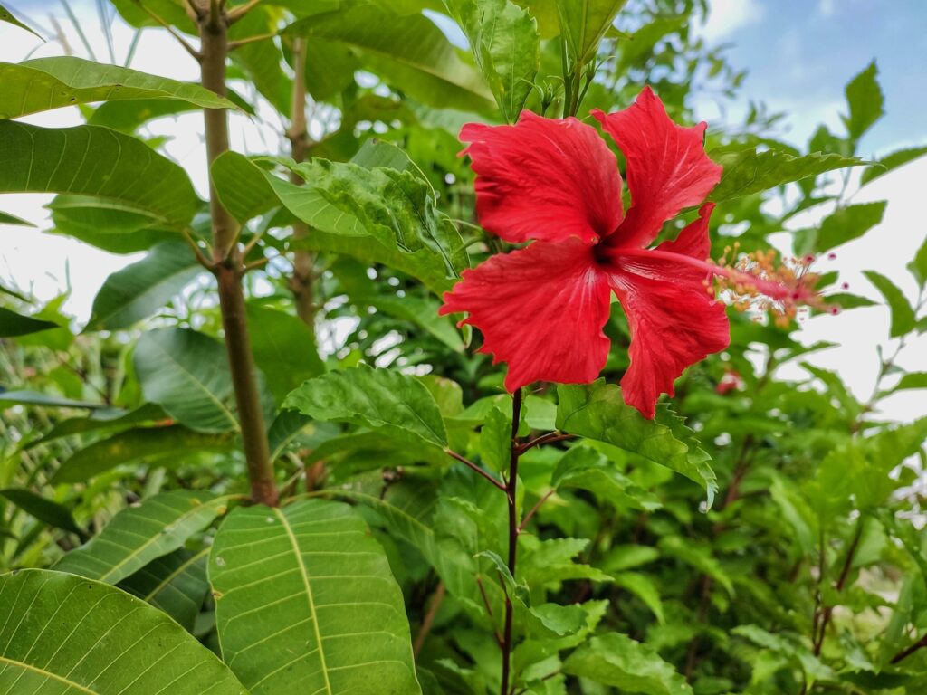 Hibiscus rosa-sinensis — Kembang Sepatu