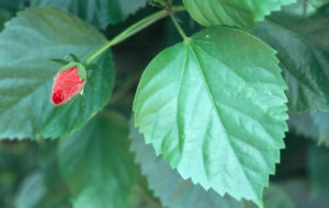 Hibiscus rosa-sinensis — Kembang Sepatu (Isu.edu)