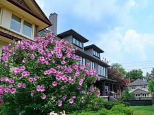 Hibiscus rosa-sinensis — Kembang Sepatu (bobvila.com)