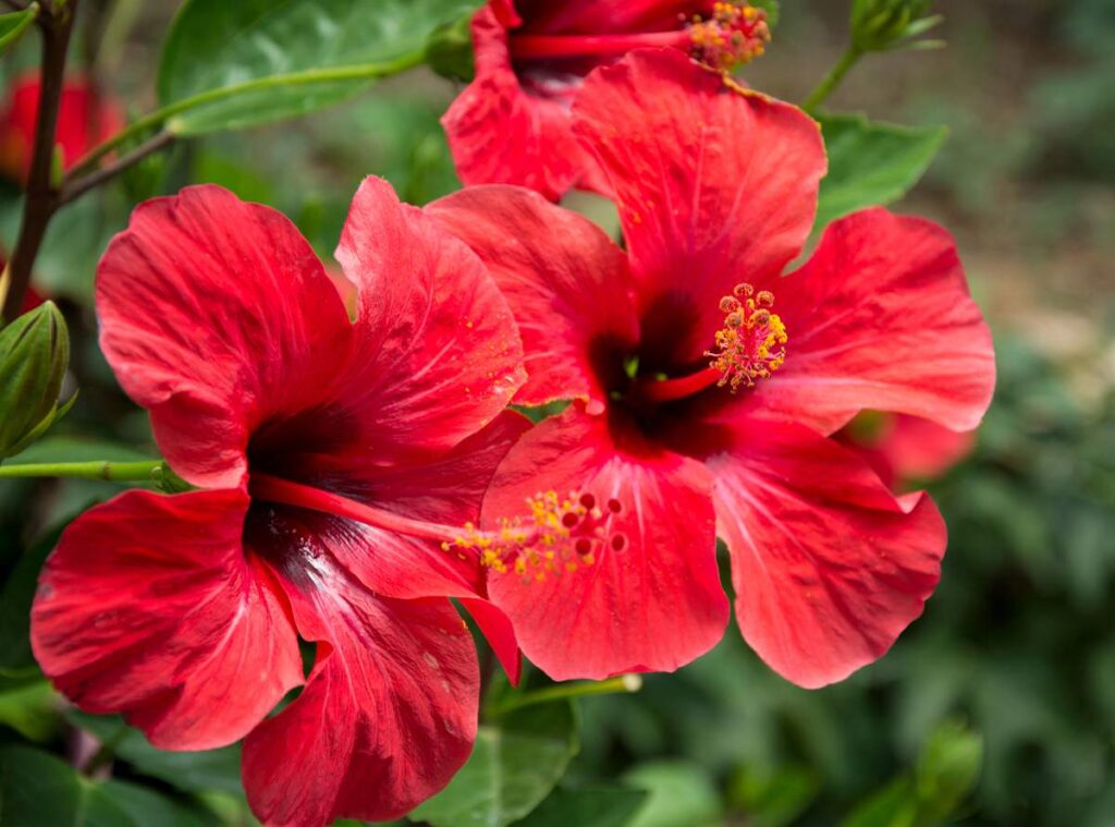 Hibiscus rosa-sinensis — Kembang Sepatu (dicasdaavo.com)