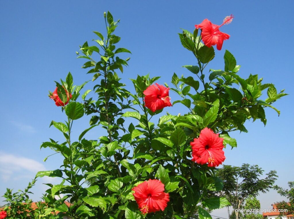 Hibiscus rosa-sinensis — Kembang Sepatu (hablemosdeflores.com)