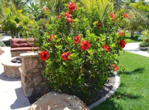Hibiscus rosa-sinensis — Kembang Sepatu (marriedtoplants.com)