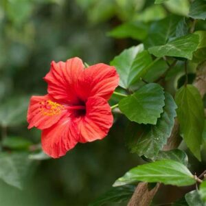 Hibiscus rosa-sinensis — Kembang Sepatu (picturethisai.com)