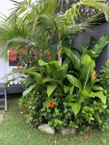 Hibiscus rosa-sinensis — Kembang Sepatu (pinterest.com)