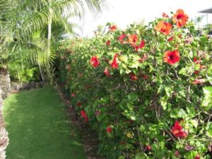Hibiscus rosa-sinensis — Kembang Sepatu (pinterest.com)