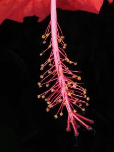 Hibiscus rosa-sinensis — Kembang Sepatu (powo.science.kew.org)