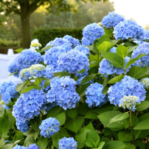 Hydrangea macrophylla — Hydrangea(gardenhit24.de)