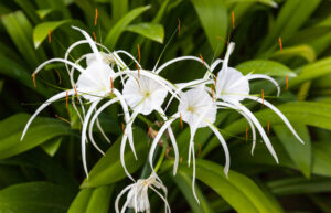 Hymenocallis speciosa — Spider Lily