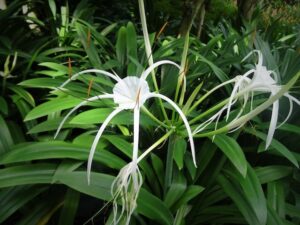 Hymenocallis speciosa — Spider Lily (territorynativeplants.com.au)