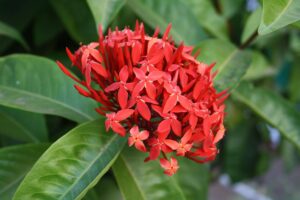 Ixora coccinea L. — Bunga Soka