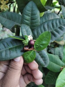 Ixora coccinea L. — Bunga Soka (indiabiodiversity.org)