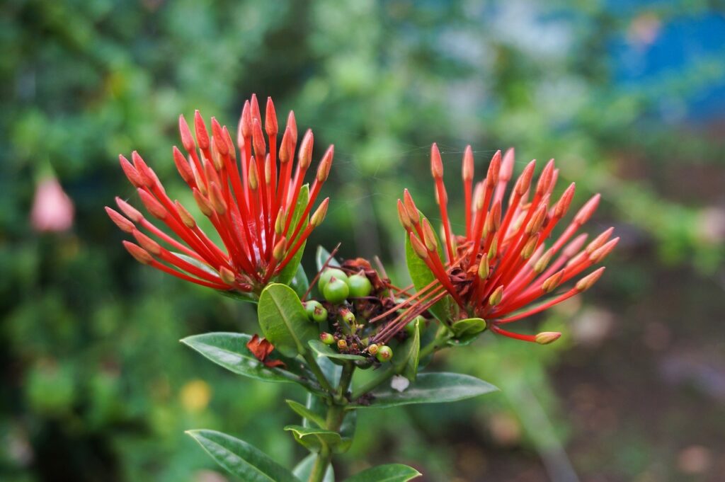 Ixora coccinea L. — Bunga Soka (najibzamri via pixabay) Ixora coccinea L. — Bunga Soka (najibzamri via pixabay)