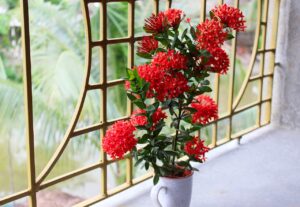 Ixora coccinea L. — Bunga Soka (paresh via pixabay)