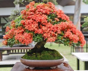 Ixora coccinea L. — Bunga Soka (valavanisbonsaiblog.com)