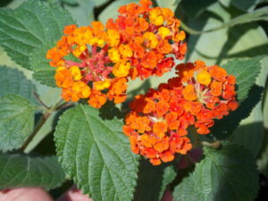 Lantana acuelata L — Lantana