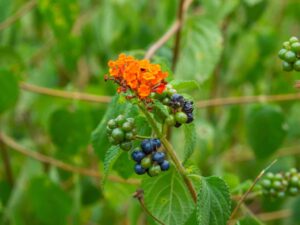 Lantana acuelata L — Lantana (a-z-animals.com)