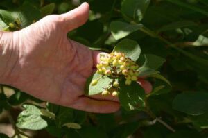 Lantana acuelata L — Lantana (a-z-animals.com)
