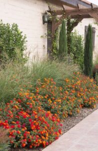 Lantana acuelata L — Lantana (deserthorizonnursery.com)