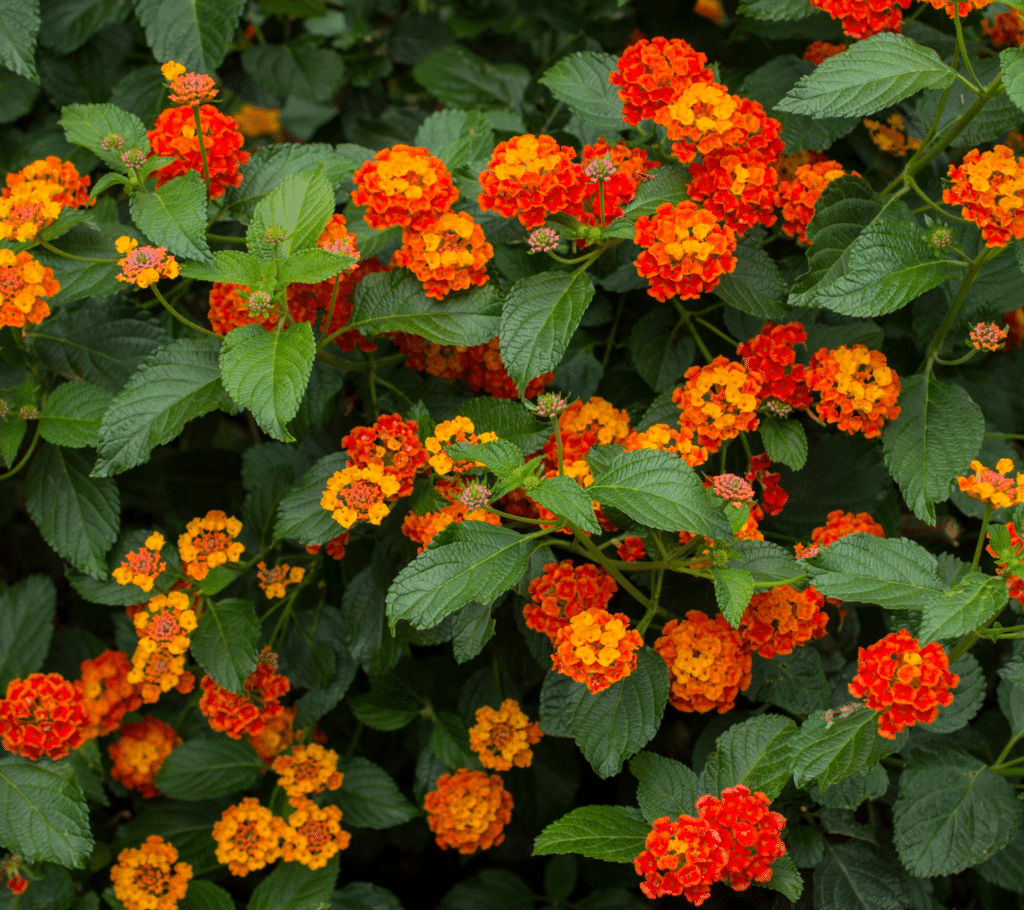 Lantana acuelata L — Lantana (diybunker.com)