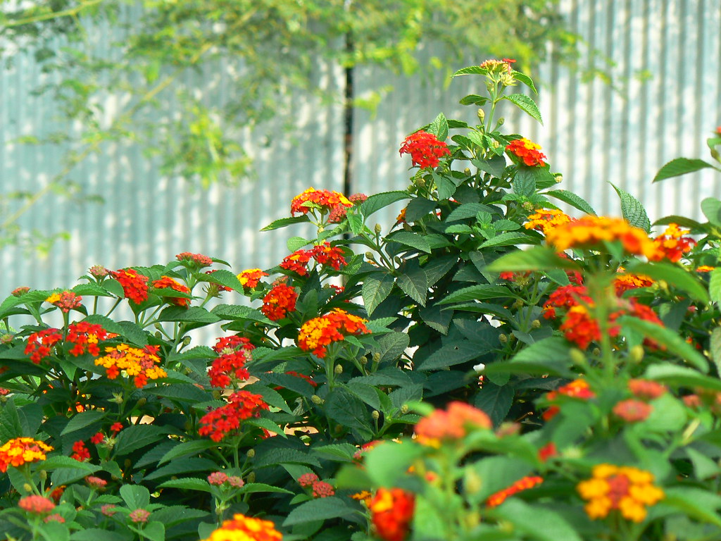 Lantana acuelata L — Lantana (flickr.com)